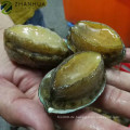 Frozen Abalone Farmed Chinesischer Lieferant von guter Qualität